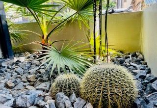 鴫野店の植物達